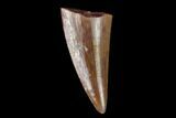 Serrated, Fossil Phytosaur Tooth - New Mexico #133308-1